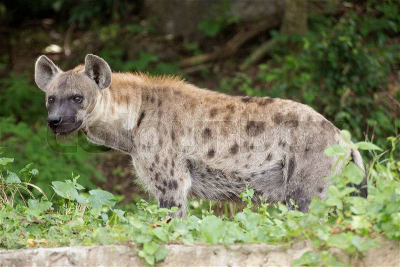 Spotted Hyena watching something in the park, stock photo