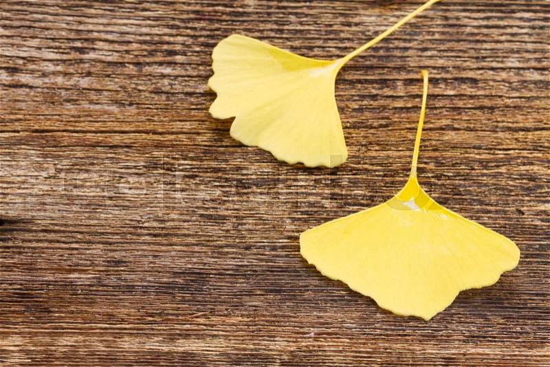 Fall yellow leaves of ginkgo biloba on wooden background with copy space, stock photo