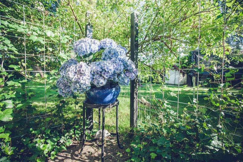 Flowerpot on a garden terrace with blue Hortensia flowers, stock photo