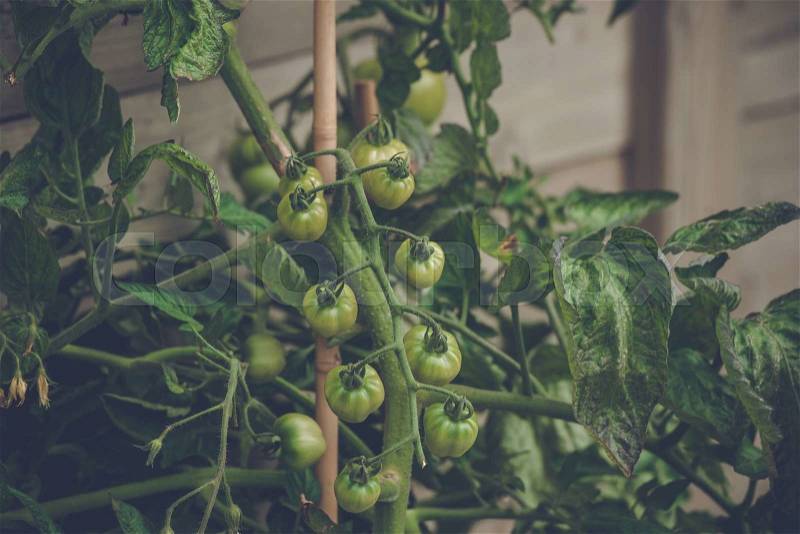 Tomato plant with fresh green tomatoes in a greenhouse, stock photo