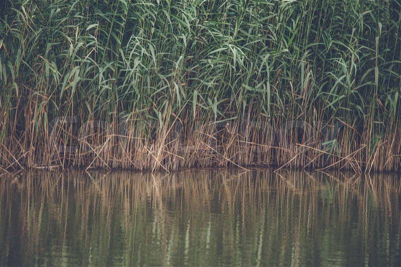 Reed with green leaves by a lake with reflections in the water, stock photo