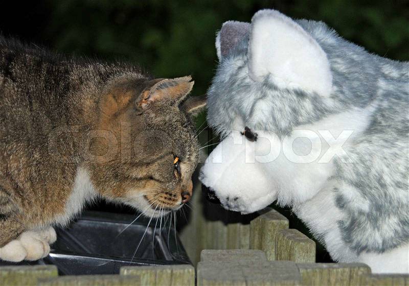 Stock image of \'sled dog, cat, gray\'
