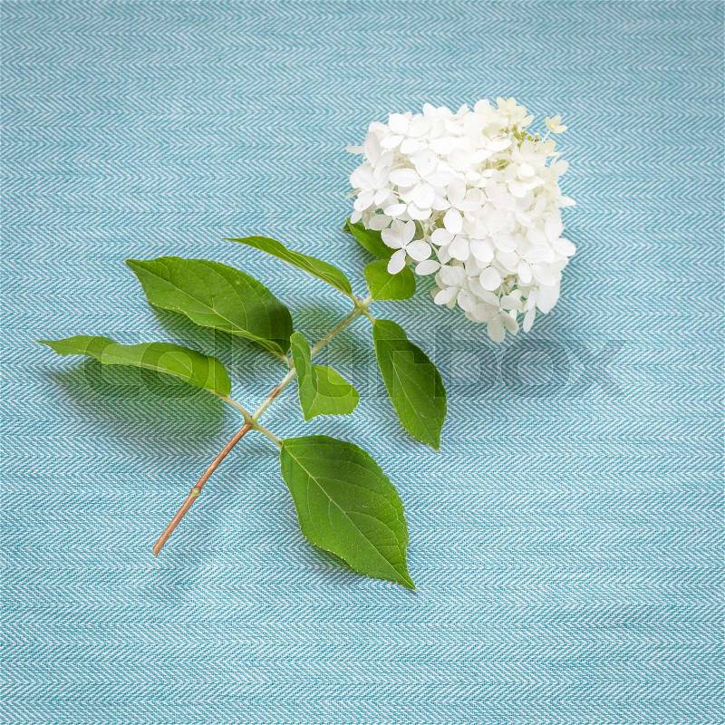 White Hydrangea on blue fabric. top view, stock photo