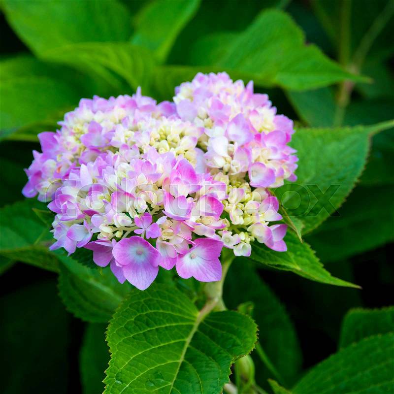 Pink - white hydrangea flowers in a garden. selective focus, shallow dof, stock photo
