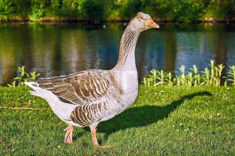Grey Goose Walking by Grass along the River, stock photo