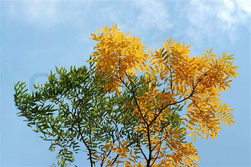 Autumn yellow and green leaves against a blue sky, stock photo