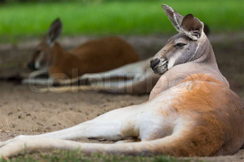 Big red kangaroo resting sunlit in the Australian Outback, stock photo