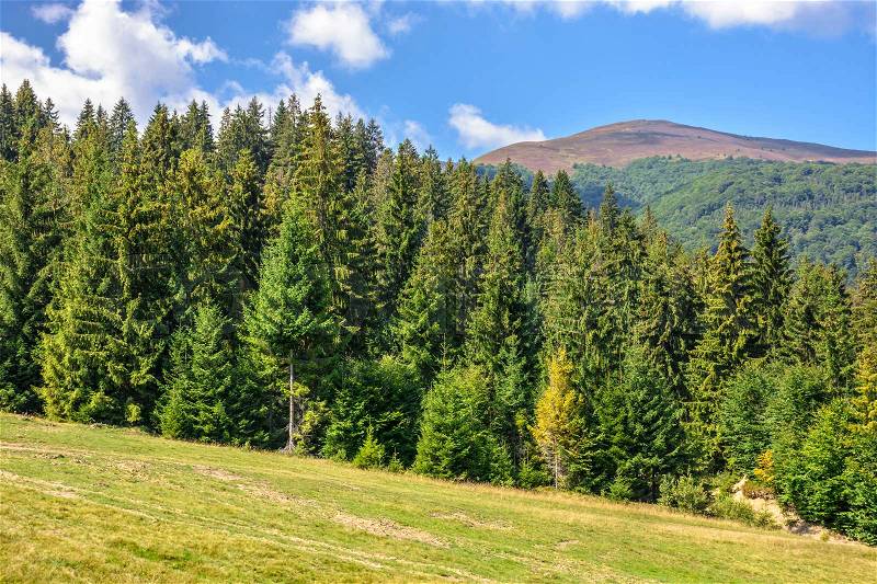 Late summer mountain landscape. meadow on hill side with spruce forest under the blu sky with clouds, stock photo