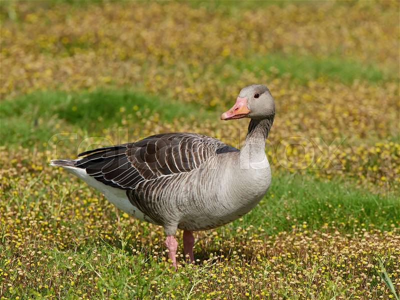 Greylag goose standing on the ground in yellow flowers, stock photo