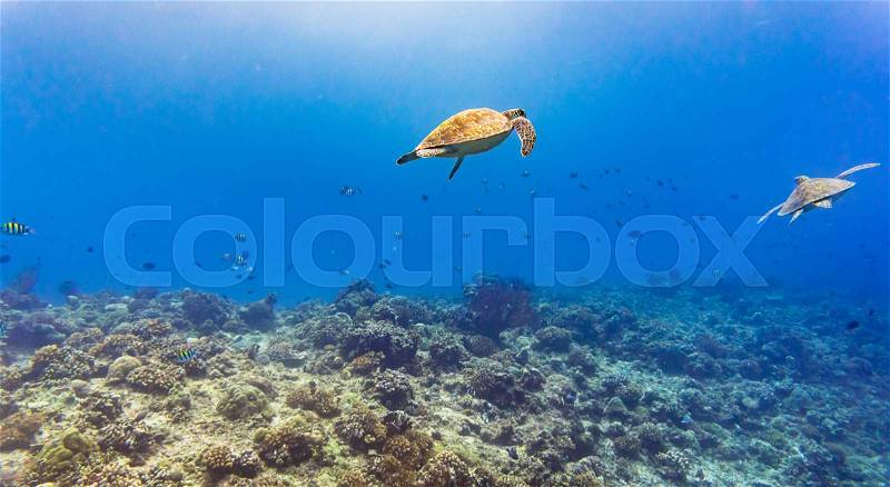 Sea turtle and many fish at tropical reef under water, stock photo