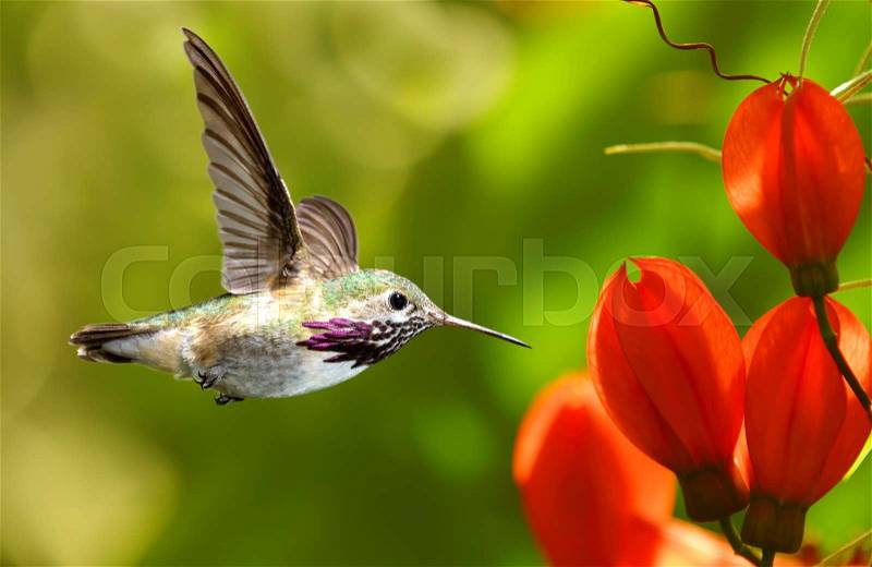 Hummingbird in flight with tropical flower on green background, stock photo