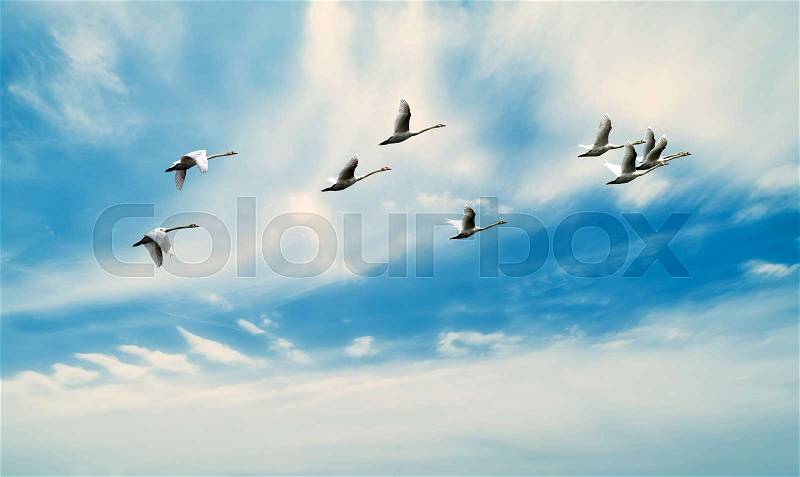 Birds flying against blue sky in the background environment or ecology concept, stock photo