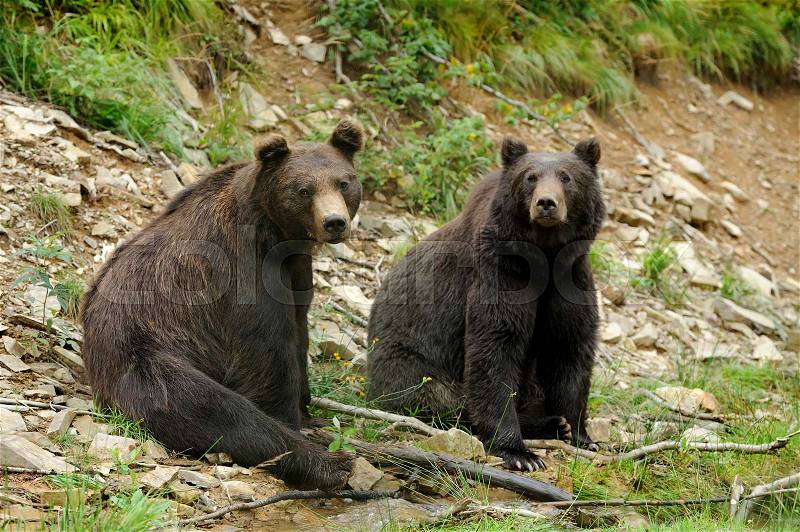 Big brown bear (Ursus arctos) in the environment, stock photo