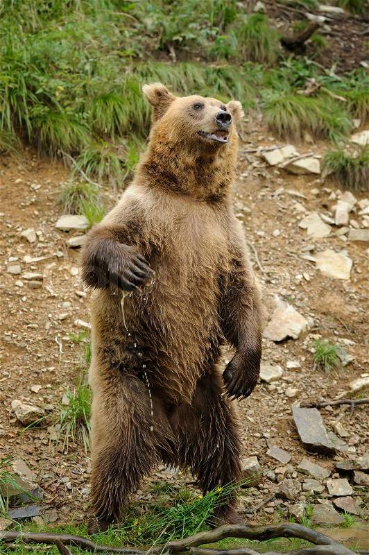 European brown bear (Ursus arctos) is standing up, stock photo