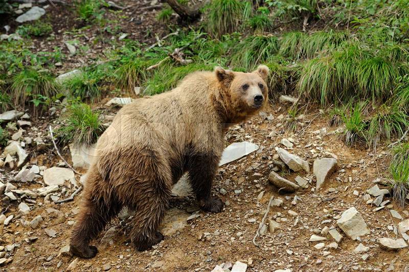 Big brown bear (Ursus arctos) in the environment, stock photo