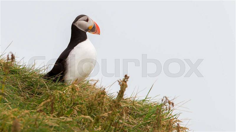 Colorful Puffin isolated in natural environment in Iceland, stock photo