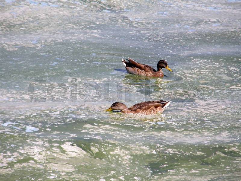 Wild ducks on the surface is very dirty water, stock photo