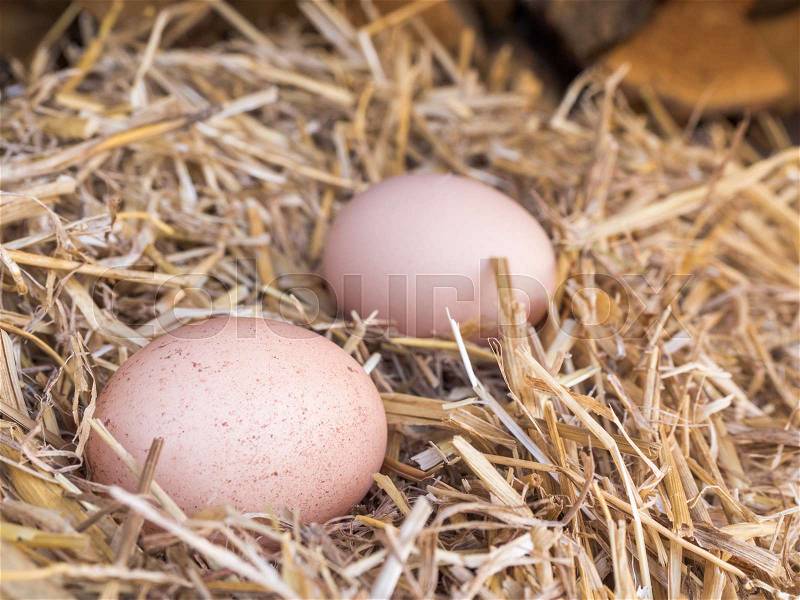 Close-up brown chicken eggs on a bed of straw, stock photo
