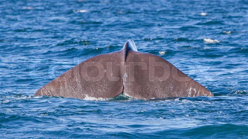 Tail of a Sperm Whale diving, west of Iceland, stock photo