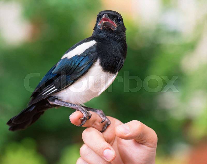 The close view of the bird - nestling of magpie on a man hand on green background, stock photo