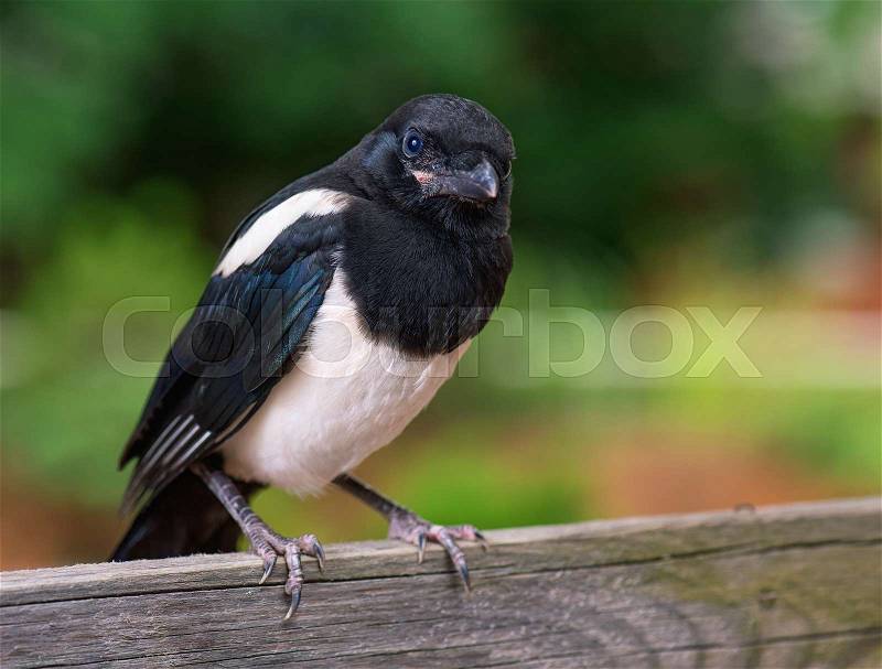 The close view of the nestling of magpie on wooden fence. Bird on green background, stock photo