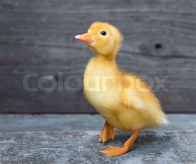 Cute little newborn fluffy duck standing on wood. Newly hatched duckling on a chicken farm, stock photo
