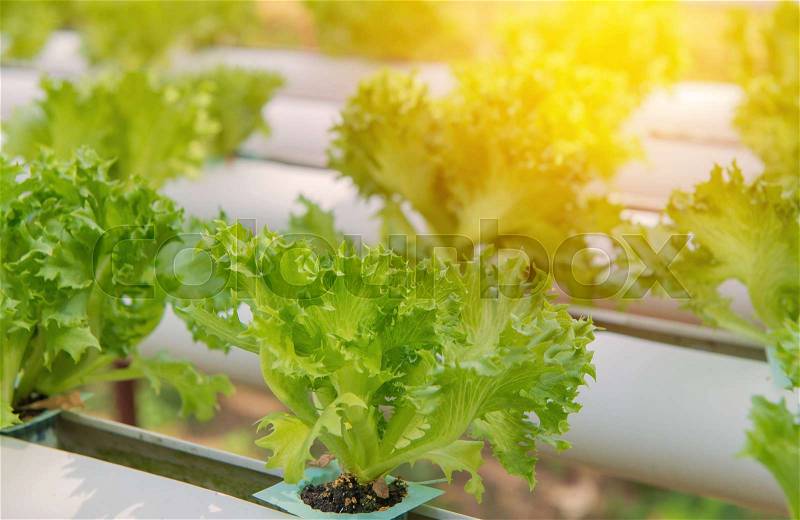 Organic hydroponic vegetable in the cultivation farm, stock photo