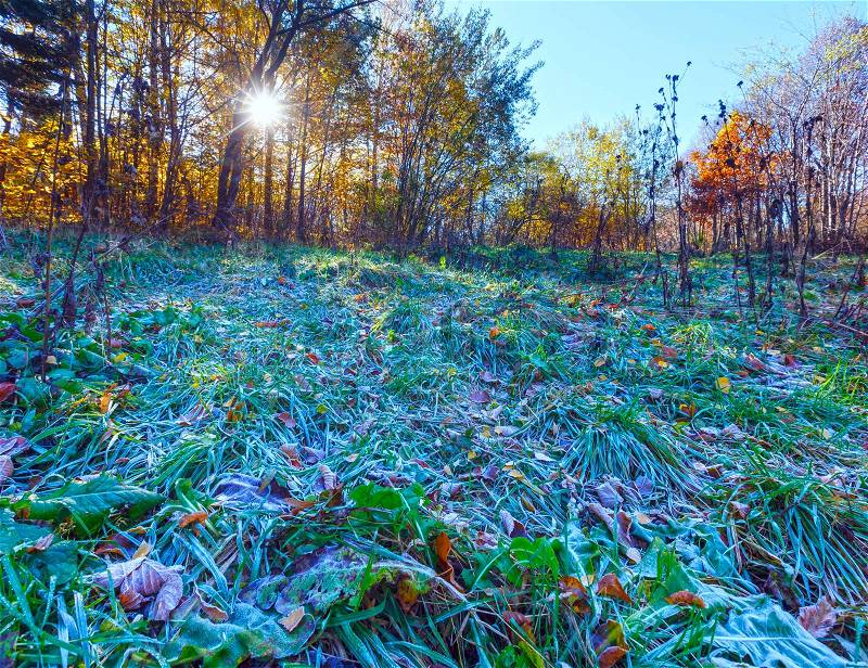 First white hoarfrost on the grass in the autumn forest, stock photo