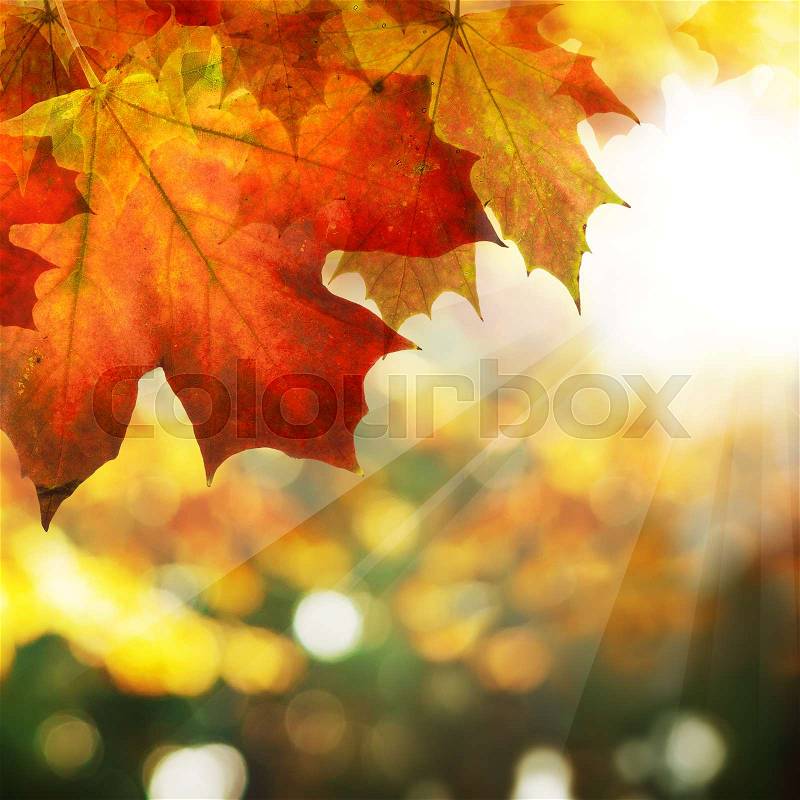 Autumn Border of Maple Leaves on Abstract Sunny Bokeh Background, stock photo