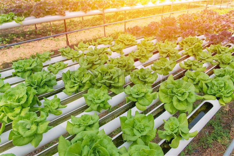 Organic hydroponic vegetable in the cultivation farm, stock photo