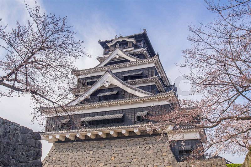 Kumamoto Castle with sakura or Cherry Blossoms, stock photo