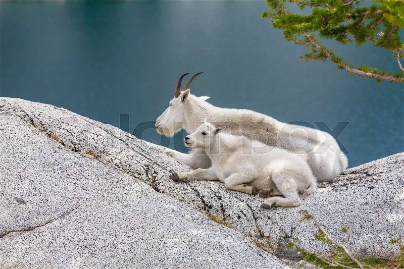 Wild Mountain Goat in Cascade mountains, stock photo