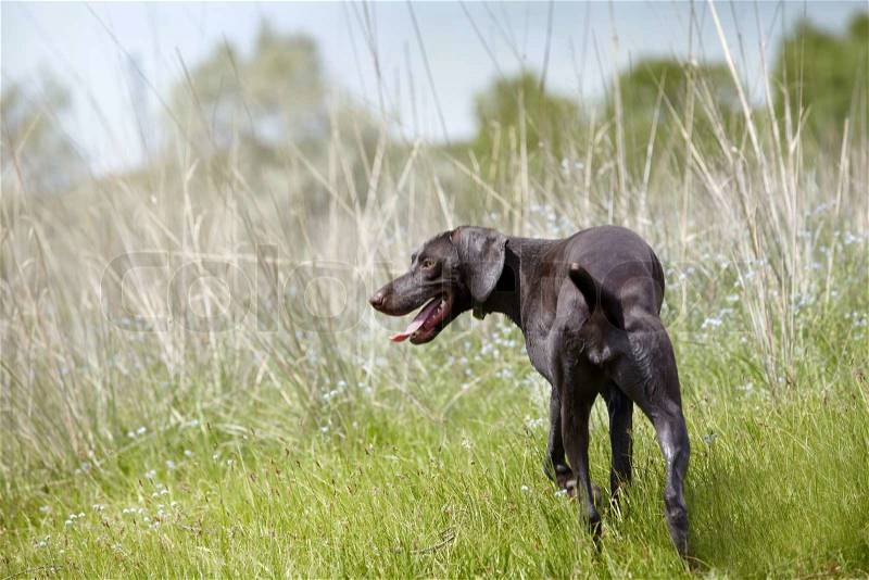Young German short haired pointer in the hunting field. Natural light and colors, stock photo