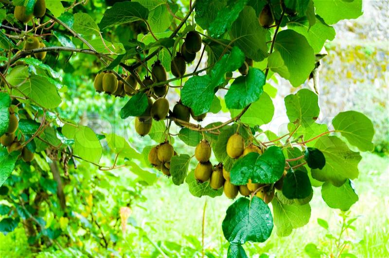 Big cluster of kiwi fruit on the tree, stock photo