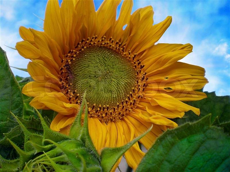 Beautiful sunflower with green leaves, stock photo