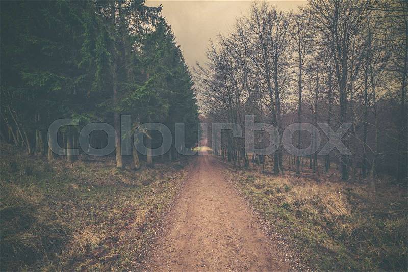 Nature road in a forest with pine at dawn, stock photo