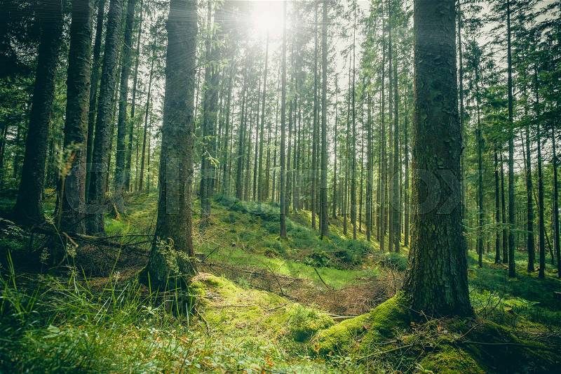 Forest clearing in a green forest in the spring, stock photo