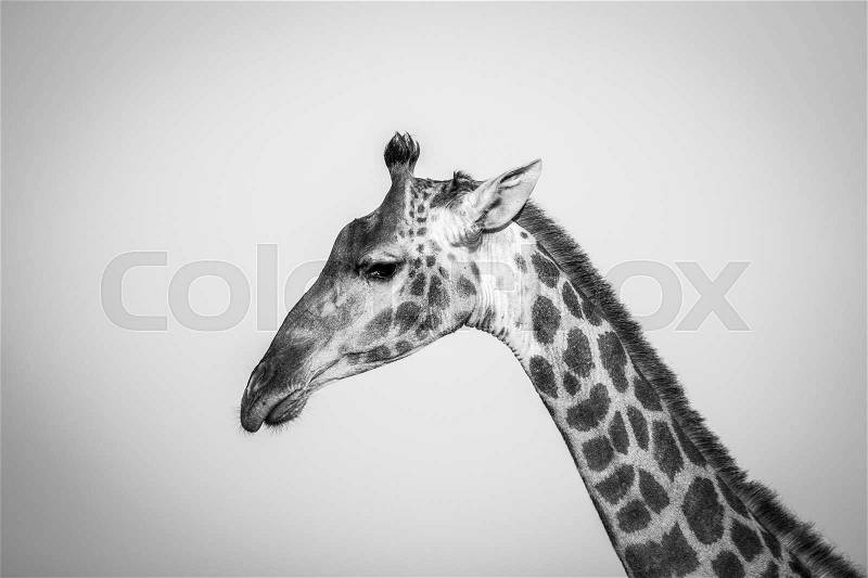 Side profile of a Giraffe in black and white in the Kruger National Park, South Africa, stock photo