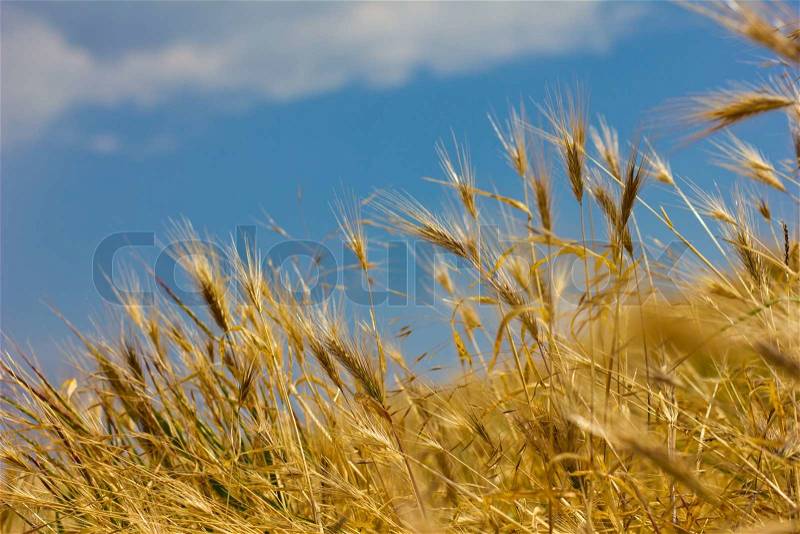 Lyellow ears of corn swaying in the wind against the bright blue sky, shallow depth of field, stock photo