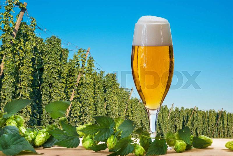 Glass of beer with hop field befor harvest,Czech Hops, stock photo