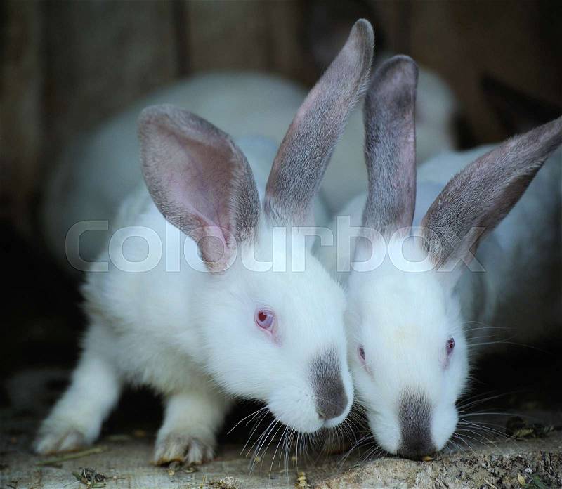 Adorable young bunnys in a big wood cage at farm house. Cute small rabbits in hutch, stock photo