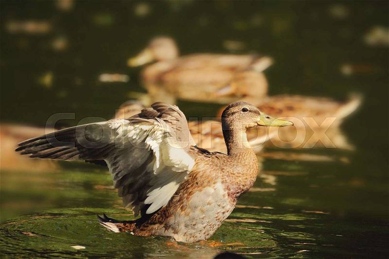 Wild duck start to fly on the pond. maleness mallard, stock photo