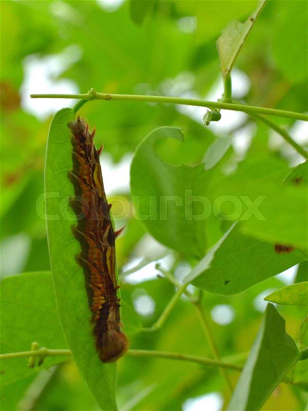 Furry, Fuzzy Retro Outfitted cute Caterpillar, stock photo