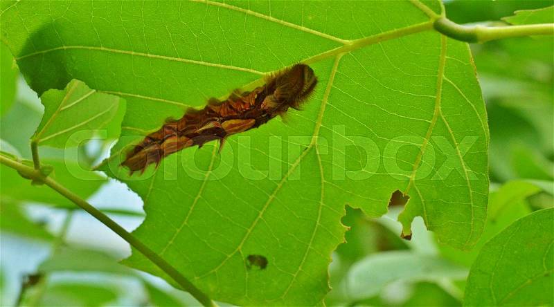 Furry, Fuzzy Retro Outfitted cute Caterpillar, stock photo