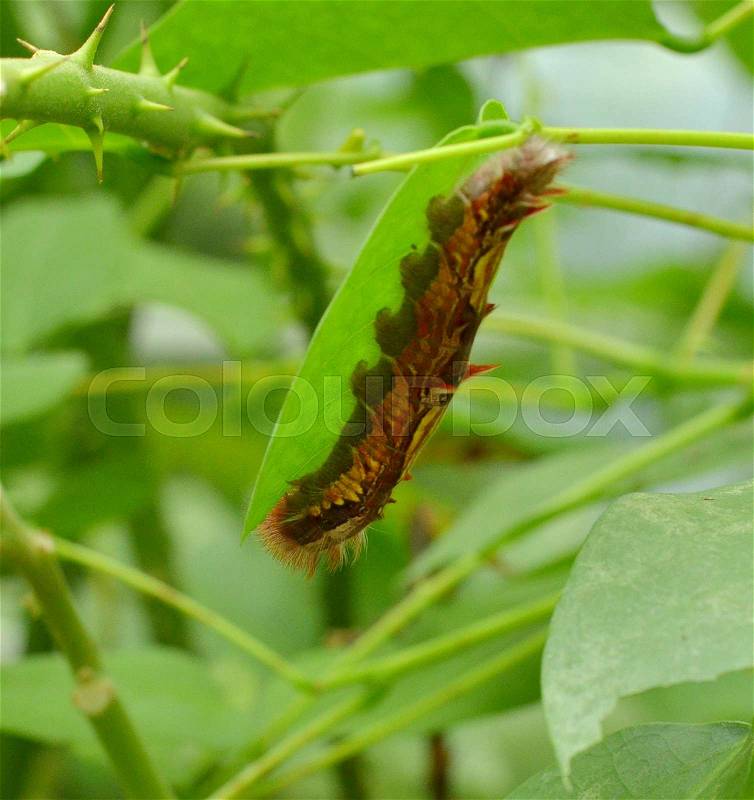 Crazy Green Caterpillar very well camouflaged, stock photo