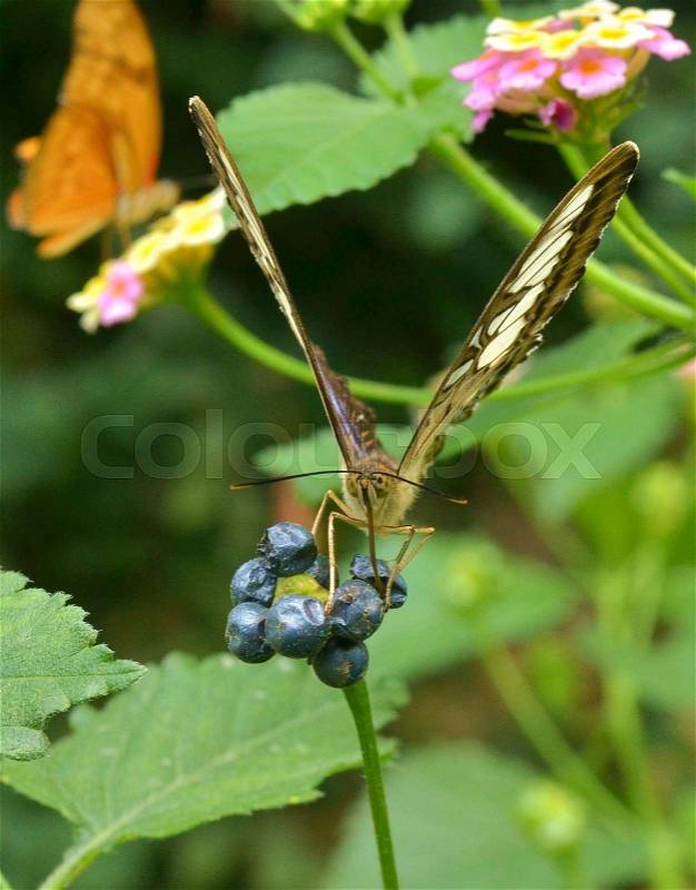 Close-up of and Face to Face with the Fuzzy, Wide-eyed Almost Cartoon Looking Face of a Butterfly as it Feeds on Ivy Berries, Using it\'s long Tongue Like Mouth-Piece (The Proboscis) as a Straw it Sucks out the Juice, stock photo