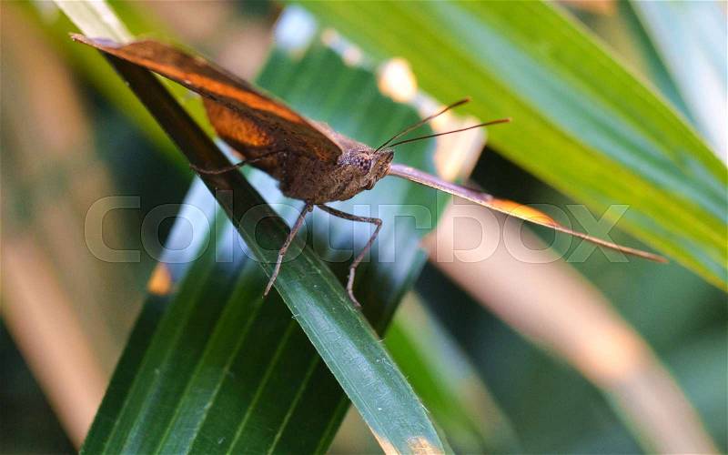 Face to Face with a Golden Coloured Butterfly perched in the sun on a leaf - close up, stock photo