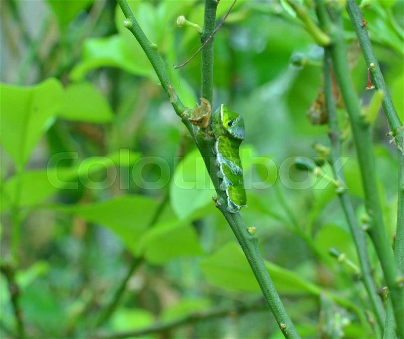 Crazy Green Caterpillar very well Camouflaged, stock photo