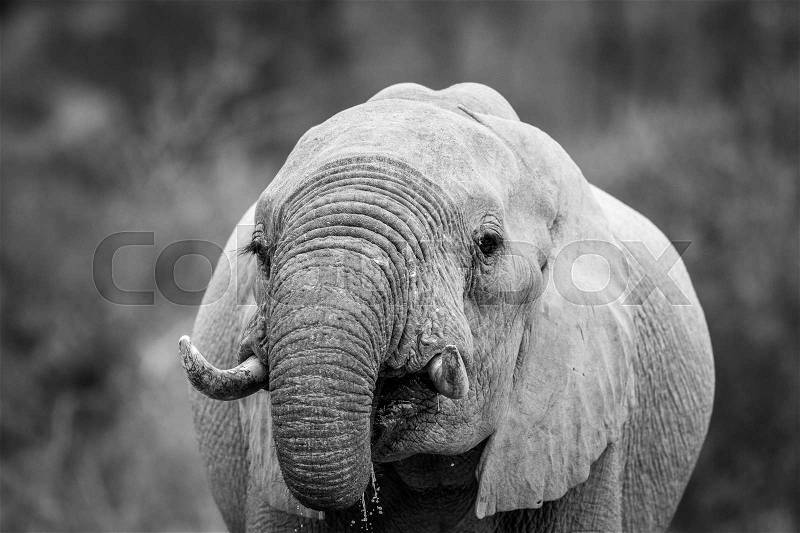Close up of an Elephant drinking in black and white in the Kruger National Park, South Africa, stock photo