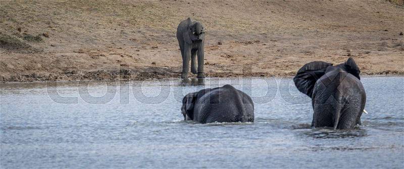 Three Elephants at a dam in the Kruger National Park, South Africa, stock photo